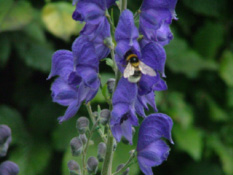 Aconitum napellusBlauwe monnikskap bestellen